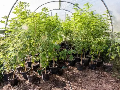 Outdoor Heatwaves. How to Grow Cannabis When the Sun Starts Going Too Far