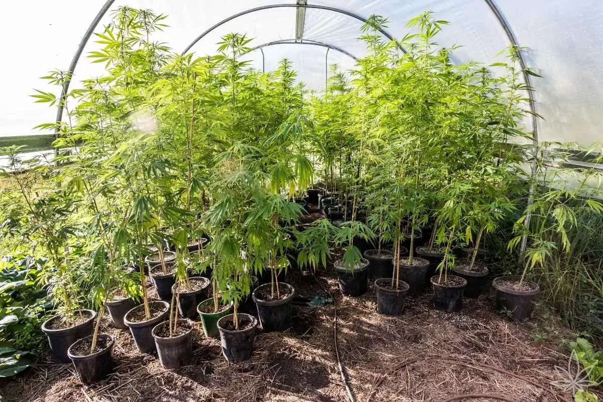 Outdoor Heatwaves. How to Grow Cannabis When the Sun Starts Going Too Far