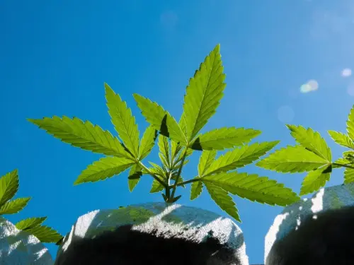 ¿Cuándo plantar cannabis en exterior en Europa? El error de mayo que puede arruinar toda la temporada