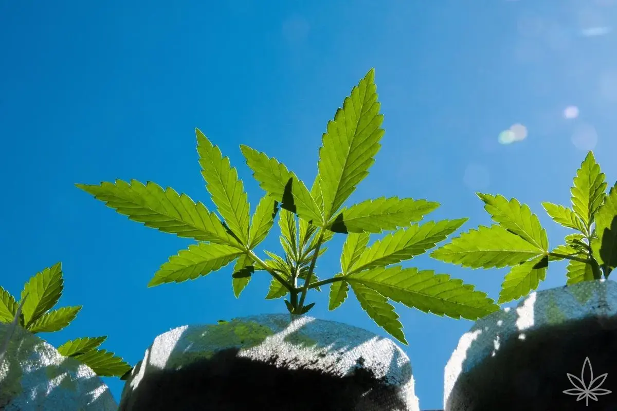 ¿Cuándo plantar cannabis en exterior en Europa? El error de mayo que puede arruinar toda la temporada