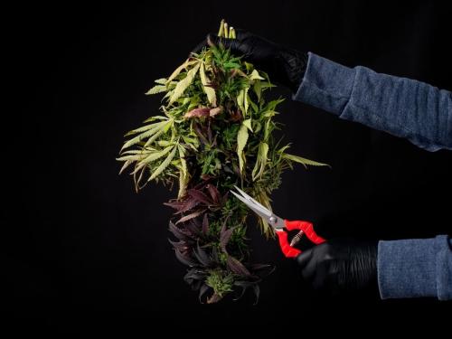 Bud washing на практике: когда стоит купать шишки – а когда лучше воздержаться