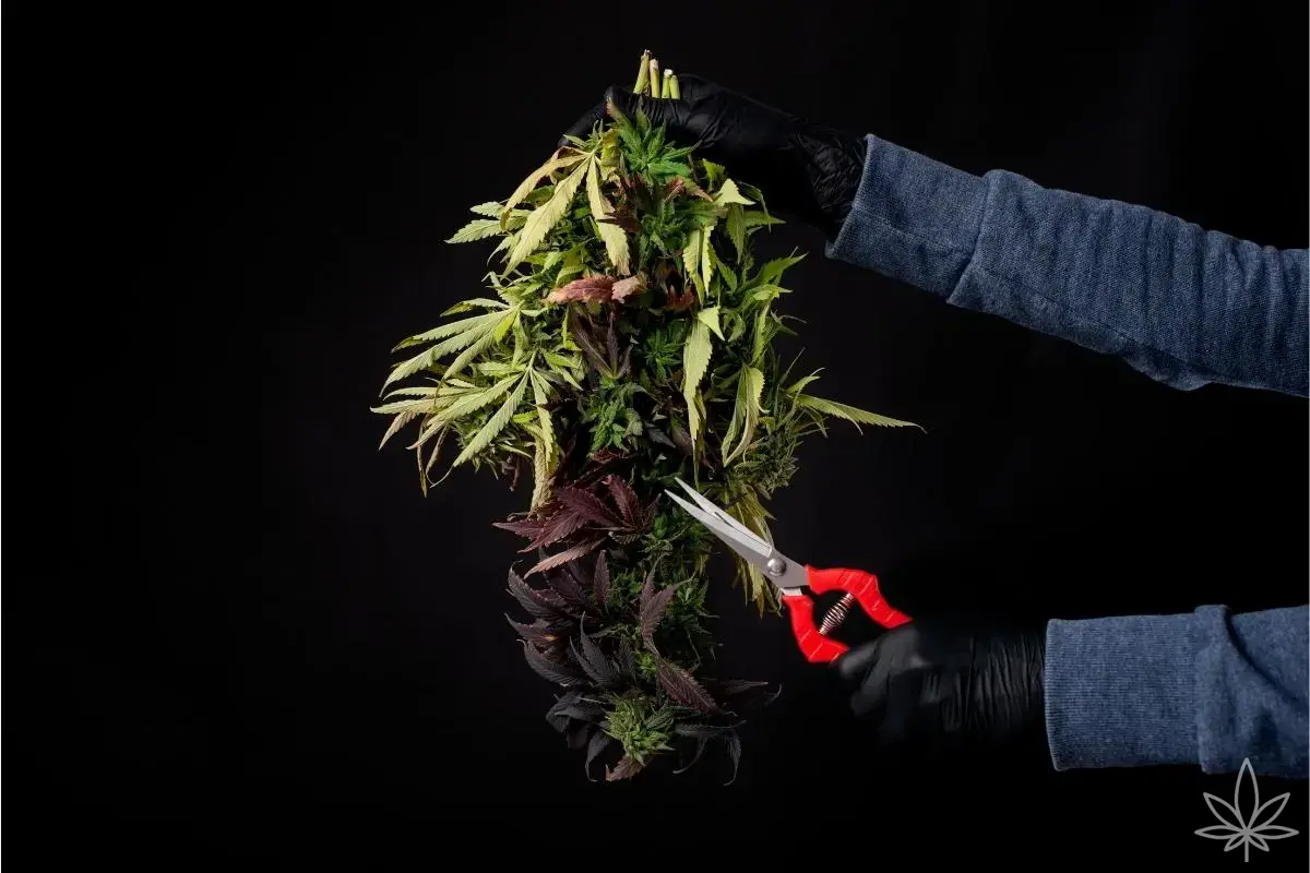 Bud washing en la práctica: cuándo merece la pena bañar tus cogollos – y cuándo es mejor no hacerlo