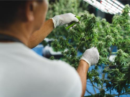 Topping du cannabis : quand couper l’apex, combien de fois le faire et quand il vaut mieux s’abstenir