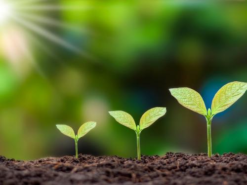 Plan de fertilización en tierra para marihuana — de plántula a cosecha, semana a semana