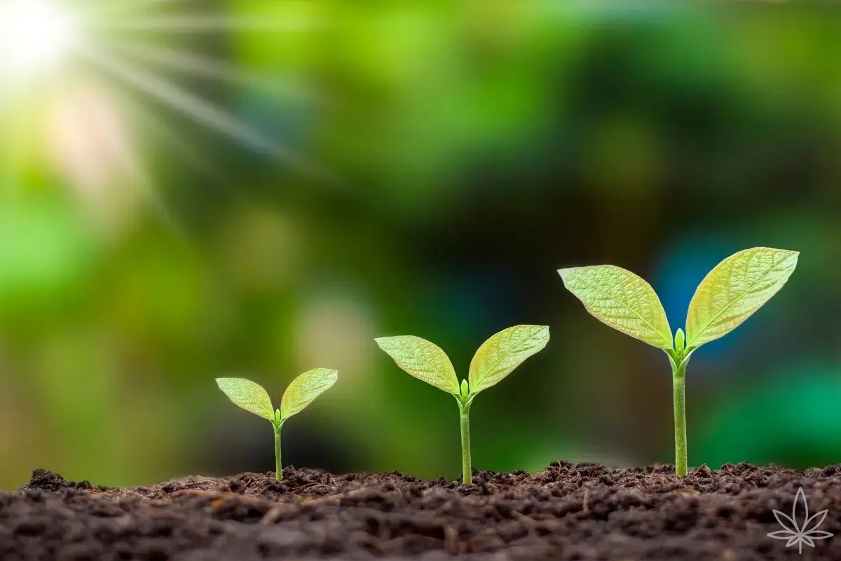 Plan de fertilización en tierra para marihuana — de plántula a cosecha, semana a semana
