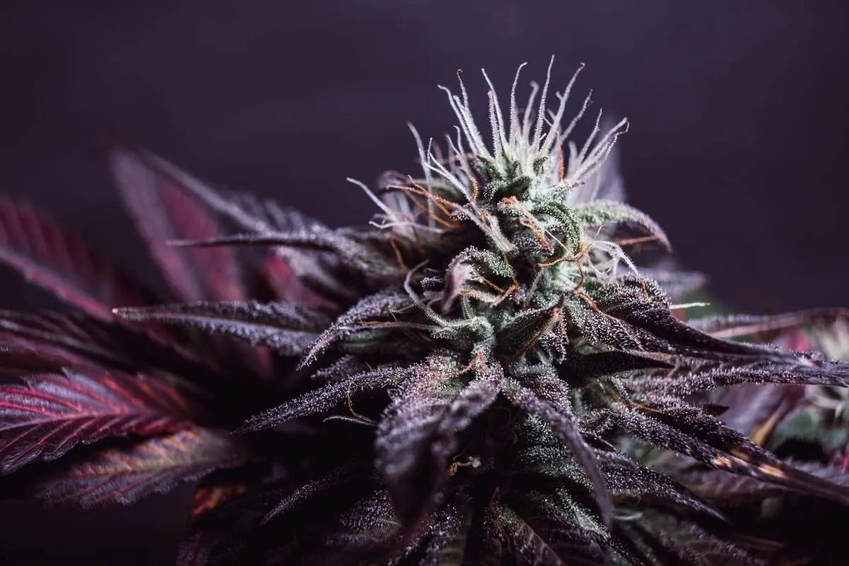 Purple Maroc – variedad de exterior con marcada tonalidad púrpura y genética estable