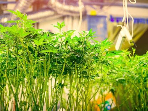 Defoliation vs No Defoliation â When to Remove Leaves and When to Leave Them Alone
