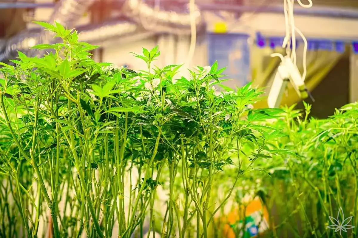 Defoliación vs no defoliación — ¿cuándo quitar hojas y cuándo es mejor dejarlas?