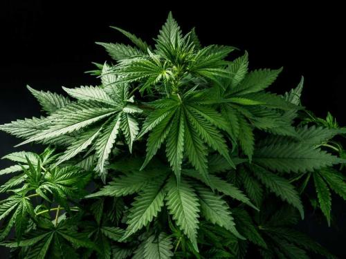 Cal-Mag: quando è necessario e quando distrugge la coltivazione (verità, miti e trappole dei LED)