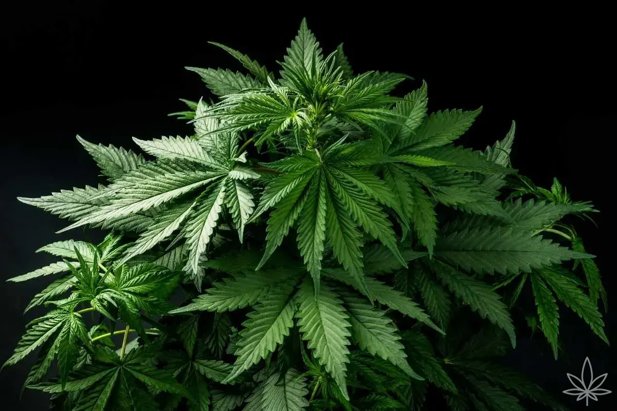 Cal-Mag : quand il est nécessaire — et quand il détruit une culture (vérités, mythes et pièges des LED)