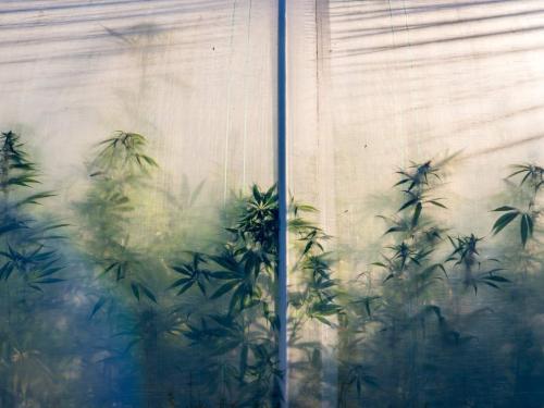 Cultiver en mode stealth — une tente silencieuse, des voisins tranquilles et l’esprit léger