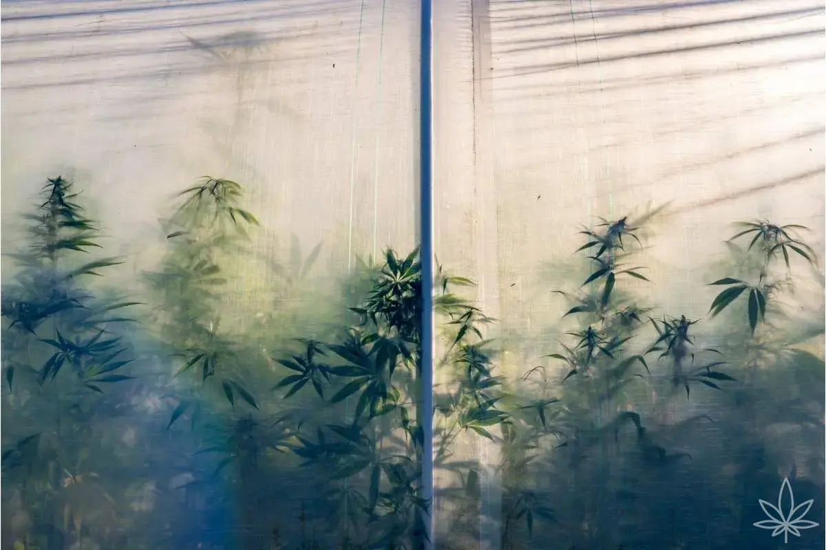 Stealth-выращивание — тихий бокc, спокойные соседи и лёгкая голова