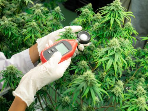 Как максимизировать терпеновый профиль при выращивании каннабиса — вкус, аромат и мощность