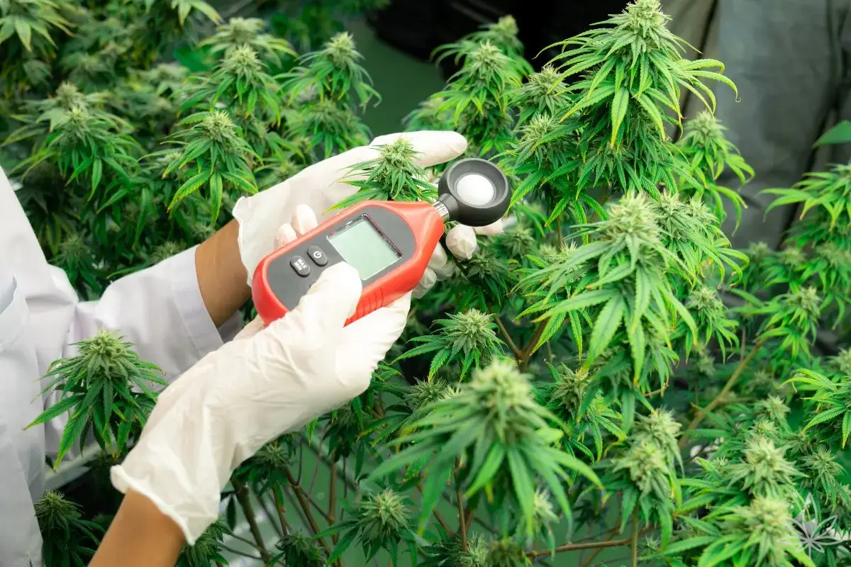 Come massimizzare il profilo terpenico nella coltivazione della cannabis – sapore, aroma e potenza