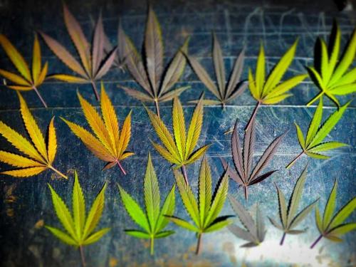 Hojas de cannabis — diagnóstico completo de carencias y excesos en tierra (pH 6,3–6,8, tabla de disponibilidad de nutrientes)