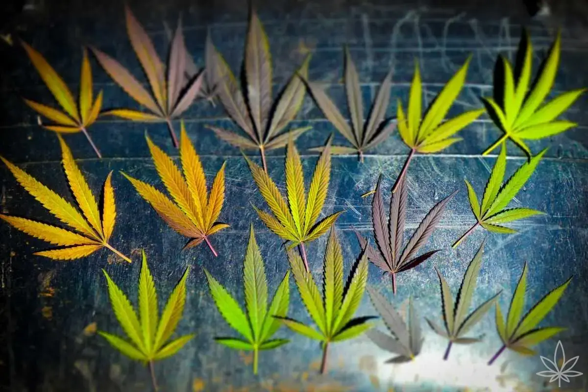Hojas de cannabis — diagnóstico completo de carencias y excesos en tierra (pH 6,3–6,8, tabla de disponibilidad de nutrientes)