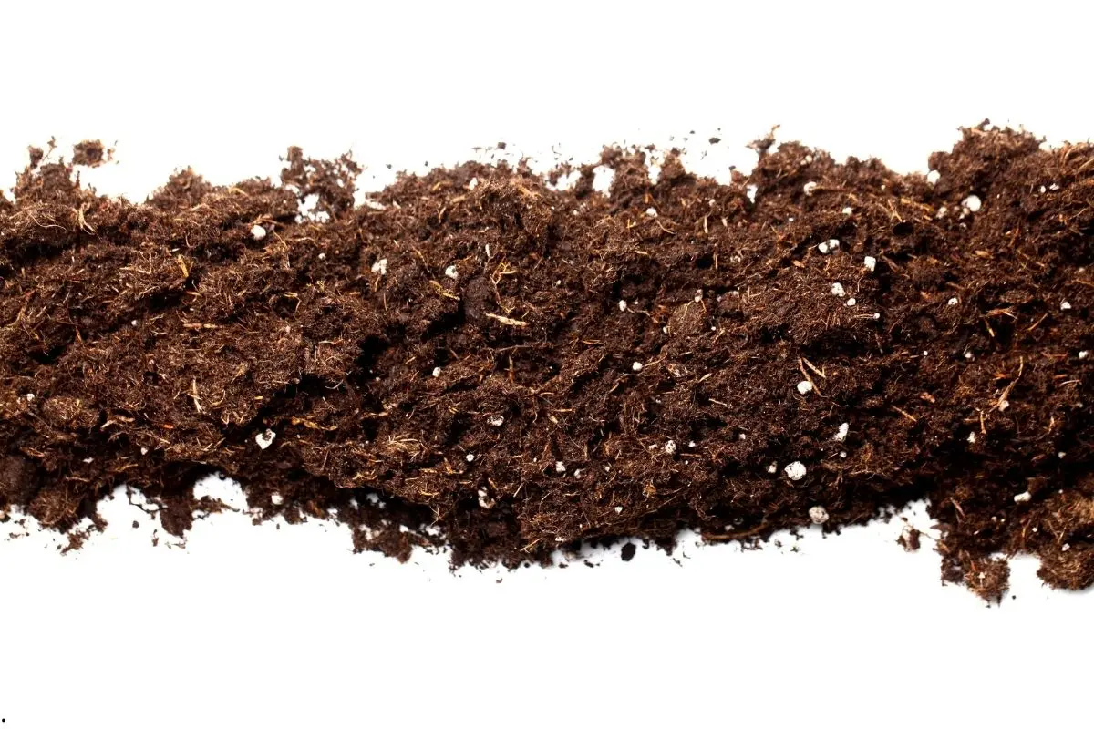 Terreau de supermarché vs. mélanges spécialisés – Que choisir ?