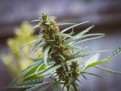 Easy Sativa – eine der einfachsten Sativa-Sorten für die Sammlung