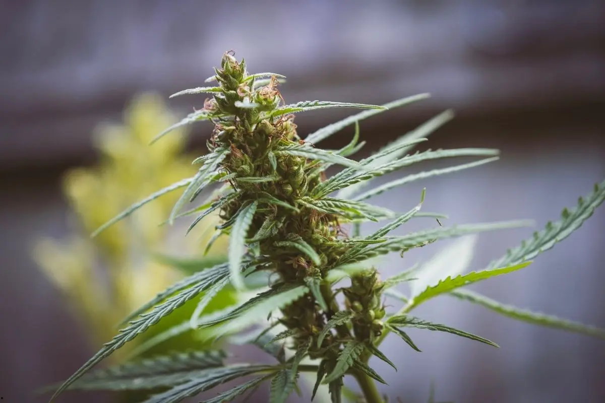 Easy Sativa – una de las sativa más sencillas para la colección