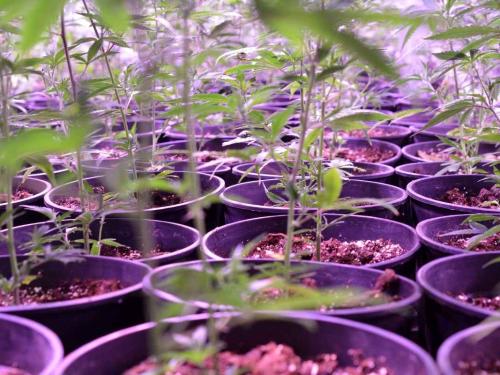 Calendario de riego del cannabis en tierra — cada 2–3 días, señales de la planta, peso de la maceta