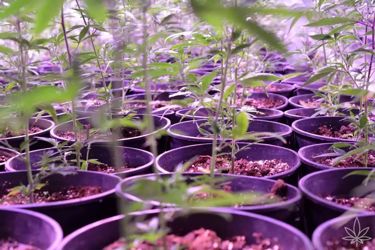 Planning d’arrosage du cannabis en terre — tous les 2–3 jours, signaux des plantes, poids du pot