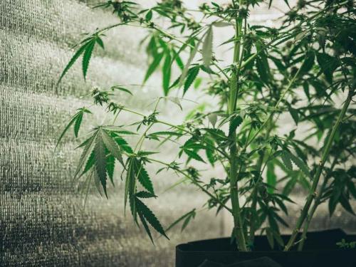 Couleur des murs en growroom – simple détail ou vrai booster de rendement ?