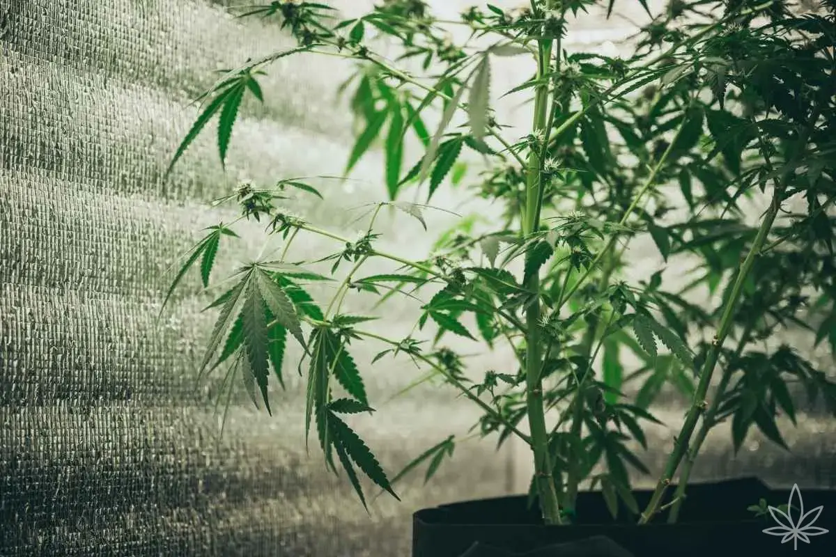 Couleur des murs en growroom – simple détail ou vrai booster de rendement ?