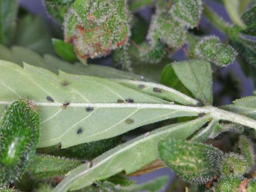 IPM dans la culture domestique de cannabis — Un plan contre les nuisibles avant qu’ils n’apparaissent