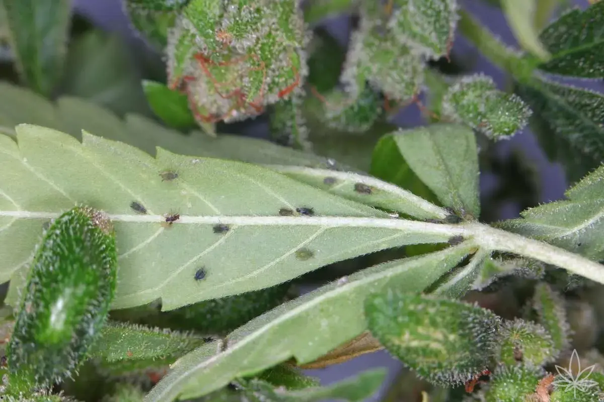 IPM en el cultivo doméstico de cannabis — Un plan contra las plagas antes de que aparezcan