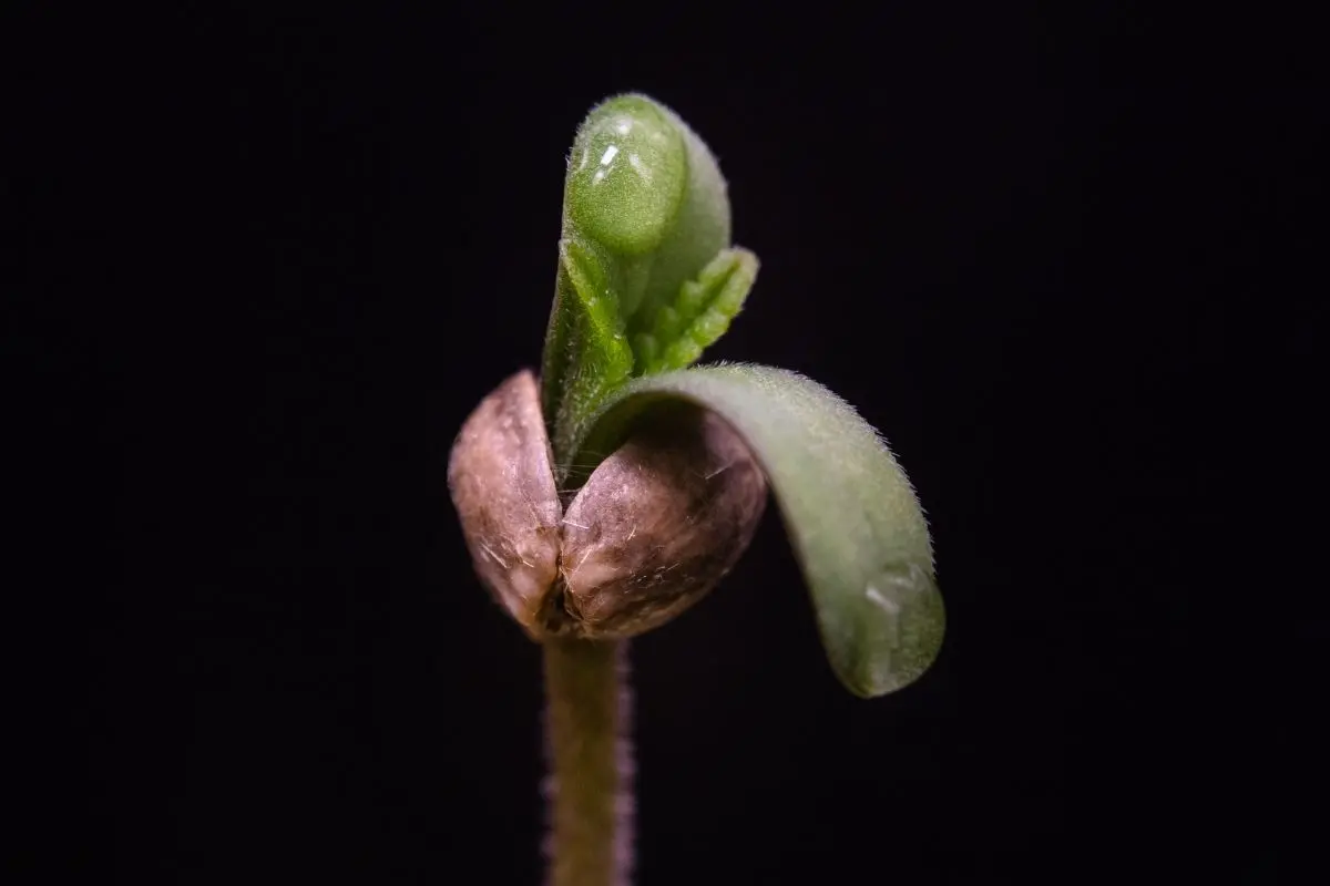 Problemas más frecuentes en la germinación y cómo entenderlos