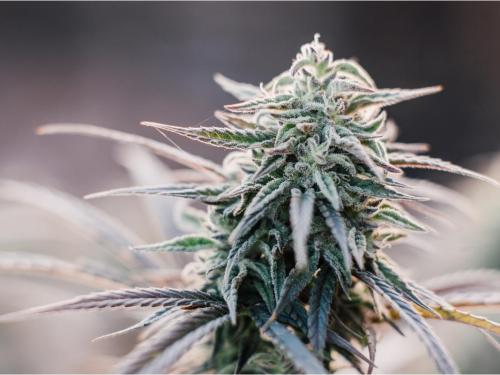 Critical Kush – индика, отличающаяся интенсивным генетическим профилем