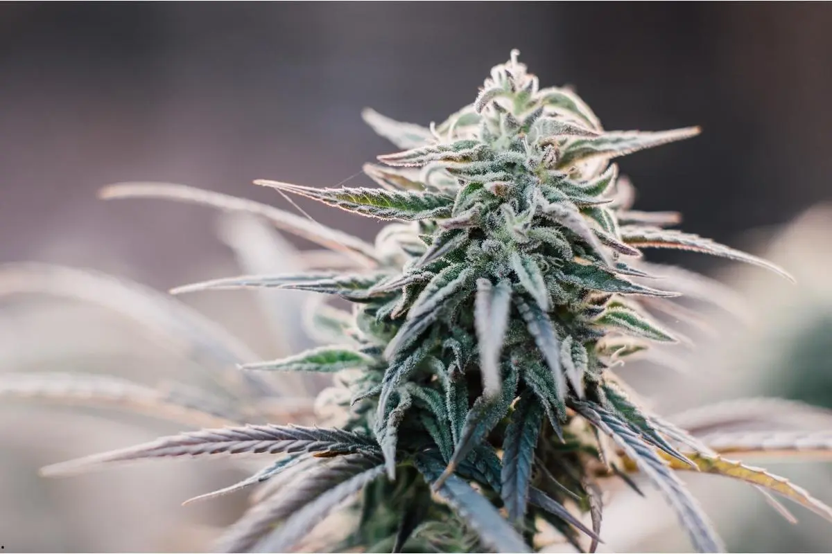 Critical Kush – variété indica se distinguant par un profil génétique intense