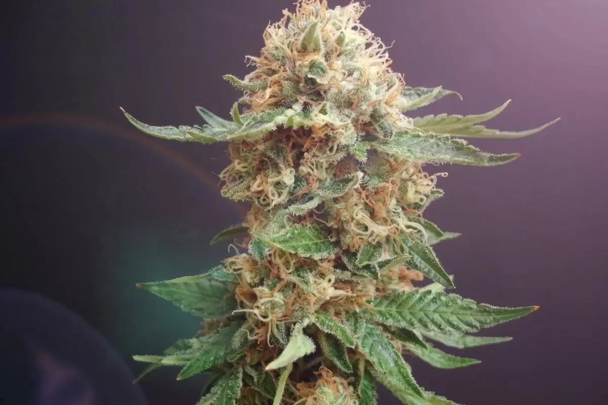 Índica, Sativa e Híbridas – las tres caras del cannabis