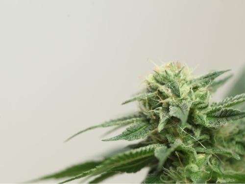 Ghost Train Haze #1 – генетически мощная сатива