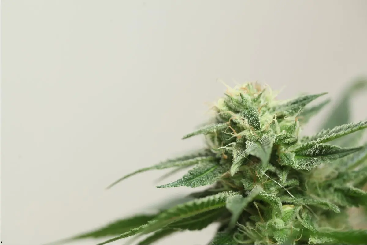 Ghost Train Haze #1 – sativa genéticamente potente