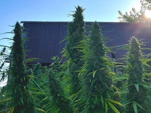 Autoflowering – guide complet et approfondi pour les cultivateurs en Europe (indoor et outdoor)