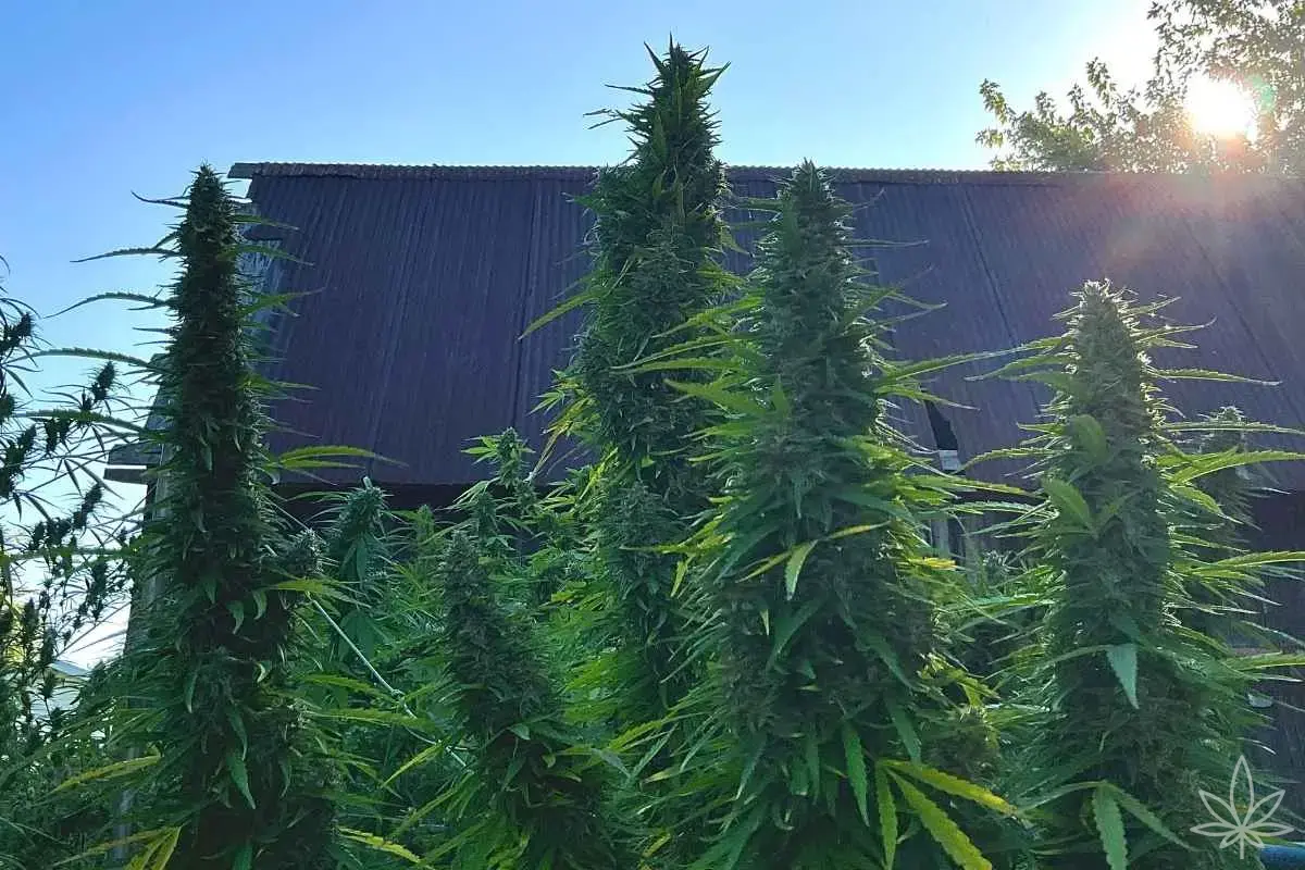 Autofiorenti – guida completa e ampliata per coltivatori in Europa (indoor e outdoor)