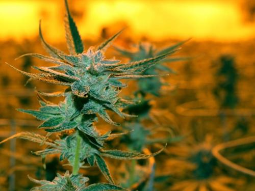 Afghan Kush – классический сорт с длинной историей