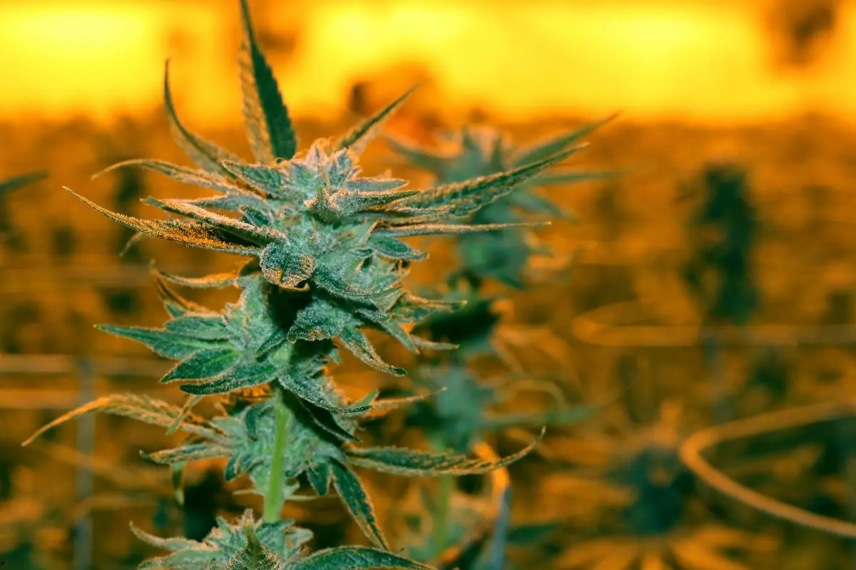Afghan Kush – una variedad clásica con larga historia