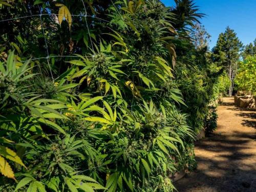 Quand récolter en outdoor – détails externes : trichomes, météo, températures