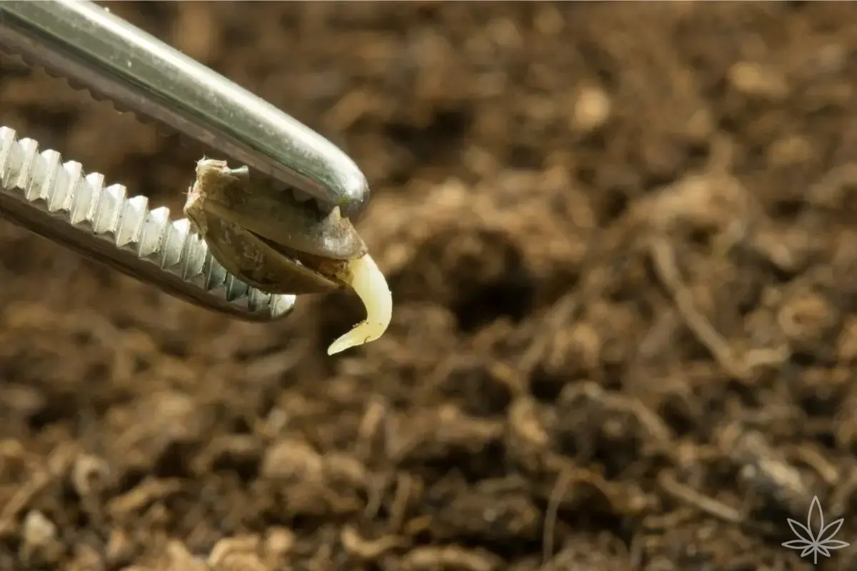 Guía para principiantes: cómo empezar a cultivar – paso a paso desde la semilla hasta la cosecha
