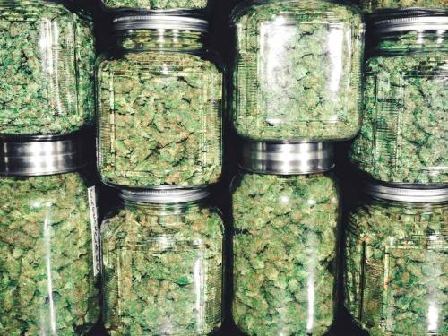 Comparaison des différentes méthodes de séchage et curing – comment évoluent les saveurs, arômes, THC et CBD selon la méthode