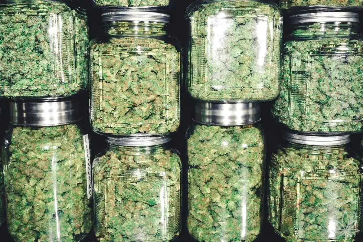 Comparación de diferentes métodos de secado y curado – cómo cambian los sabores, aromas, THC y CBD según el método