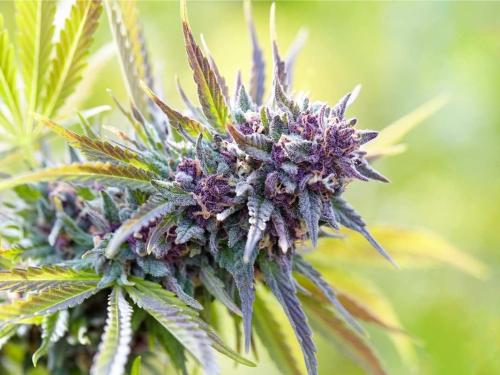 Purple Haze – выдающаяся сативная генетика