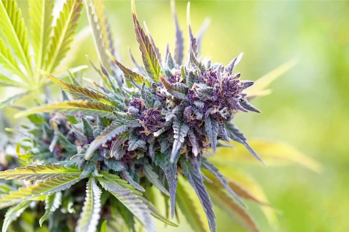 Purple Haze – genética sativa excepcional
