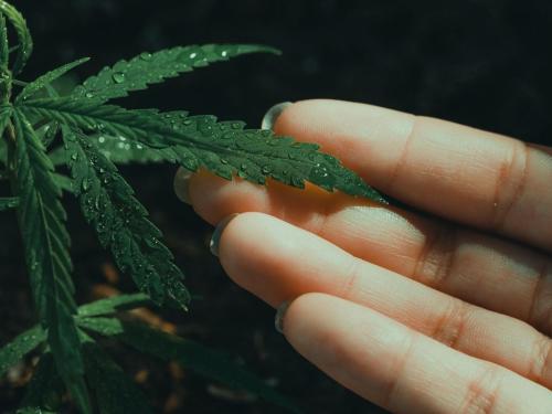 Perché la pianta non assorbe i nutrienti: traspirazione, radici e blocchi nutritivi nella pratica