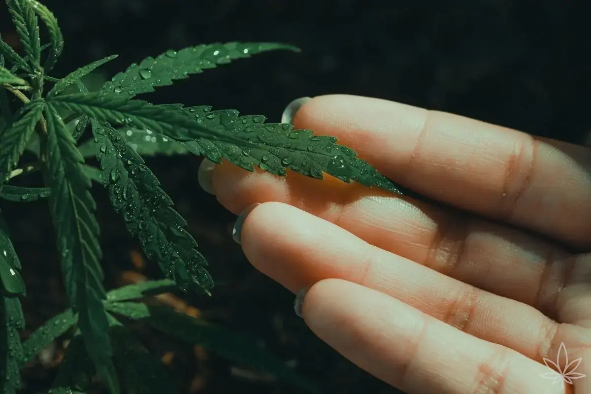 Pourquoi la plante n’absorbe pas les nutriments : transpiration, racines et blocages nutritifs en pratique