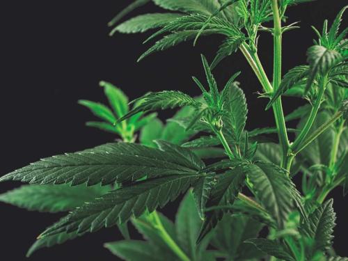 Comment reconnaître le sexe d’une plante de cannabis ? Pre-flowers en pratique