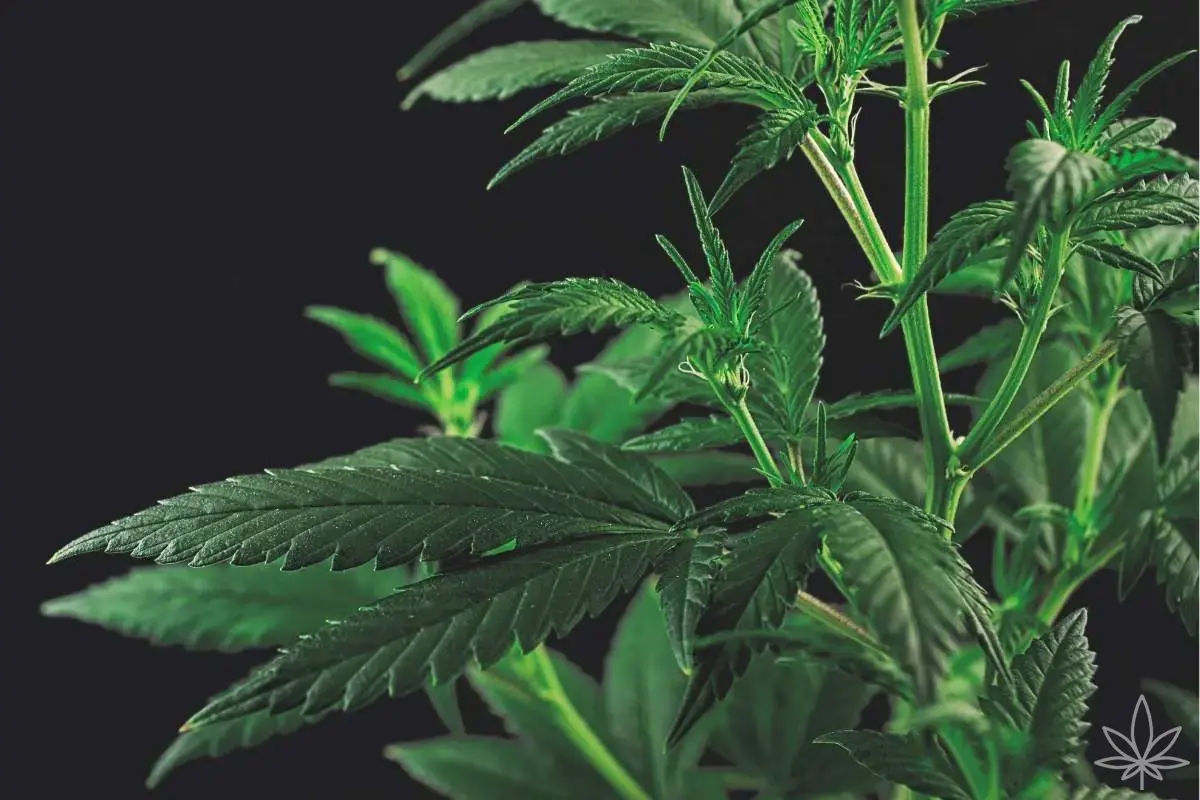 ¿Cómo identificar el sexo de una planta de cannabis? Pre-flowers en práctica