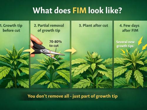 FIM del cannabis: en qué se diferencia del topping, cuándo hacerlo y por qué los principiantes cortan tan mal tan a menudo